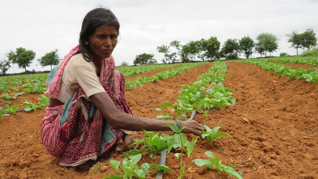 agriculture news 5