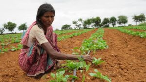 agriculture news 5