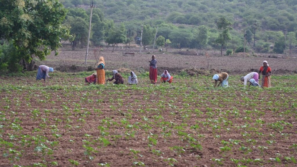 agriculture news 6
